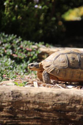 a turtle is walking on a log at Bobbejaans Kloof Mountain Retreat in Montagu