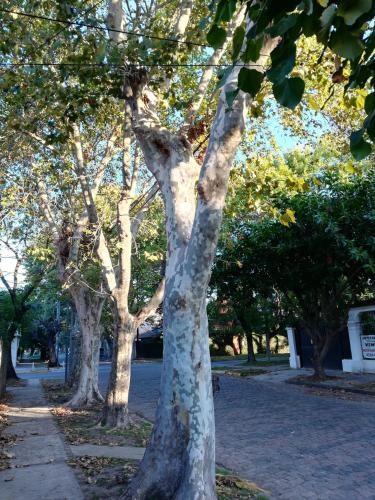a group of trees in a park at HOTEL Boutique Casablanca Adrogué in Adrogué