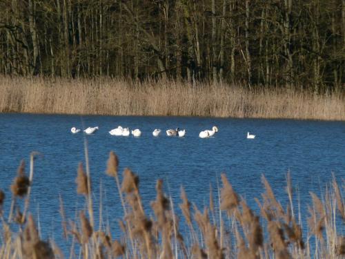 a group of white birds swimming in a lake at La Cabane aux Secrets - Au Milieu de Nulle Part in Outines