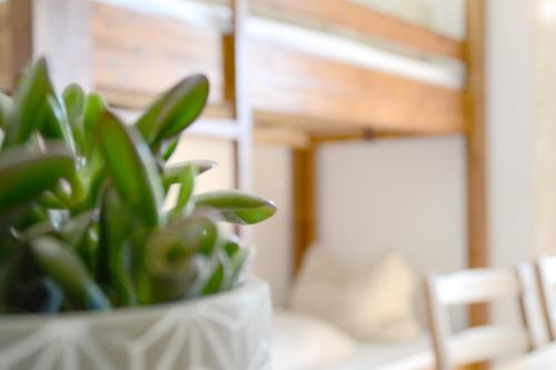 a green plant in a white vase on a table at Pension Almhof Baumgarten in Bad Reichenhall