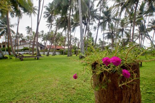 Un jardín fuera de Chitra Ayurveda