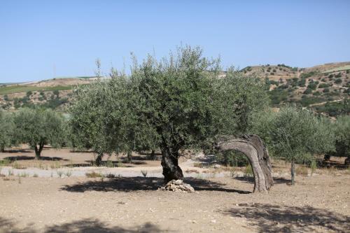 an olive tree in the middle of a desert at Relais Chiaramonte in Ragusa