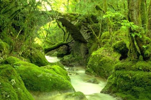 a bridge over a stream in a forest with green moss at Numéro 9 in Légna