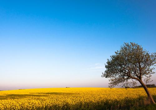 a tree in the middle of a field of yellow flowers at Lindenhof Hotel Garni in Sulsdorf auf Fehmarn