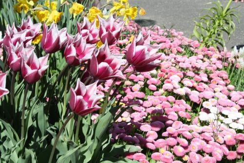 a bunch of pink flowers in a garden at Aparthotel Grabner in Bad Füssing