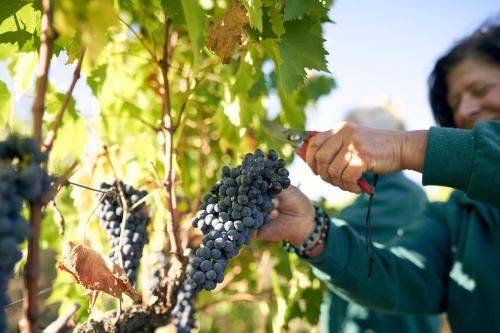 a person is holding a bunch of grapes at Castello di Bossi in Castelnuovo Berardenga