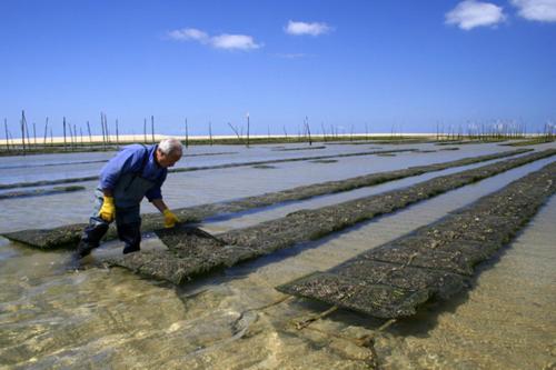 a man is working in a field with crops at Holiday Inn Bordeaux Sud - Pessac by IHG in Pessac