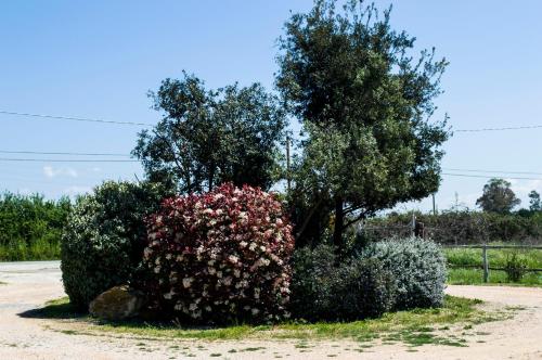 a group of bushes and trees in a yard at Villa Enli in Capalbio