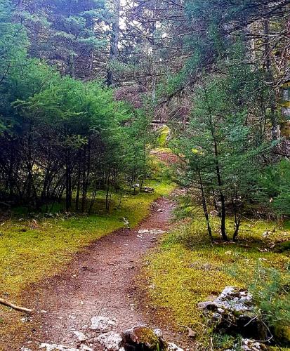 a dirt road in the middle of a forest at Elati Hills in Vytina
