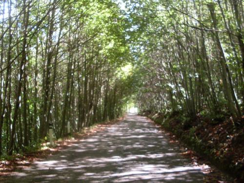 uma estrada arborizada com um túnel de árvores em Il Ritrovo degli Angeli em San Mauro Cilento