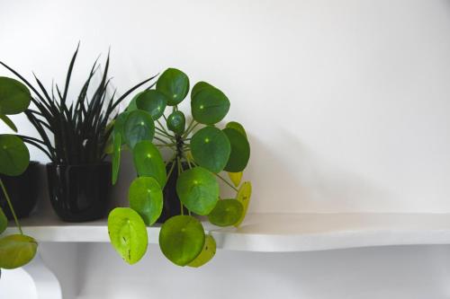 a green plant sitting on a white shelf at B&B La Passion Interdite in Ostend