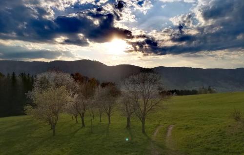 a group of trees in a green field with the sunset at Pension Irlingerhof in Mondsee
