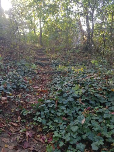 a trail in the woods with lots of leaves at Kétbodonyi Apartments in Kétbodony