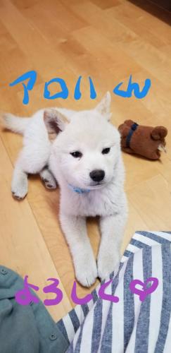 a white dog laying on the floor next to a teddy bear at Yakushima Pension Luana House in Yakushima