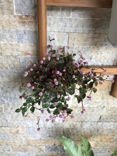 a potted plant hanging on a brick wall at Lienmei 月租房 in Taipei