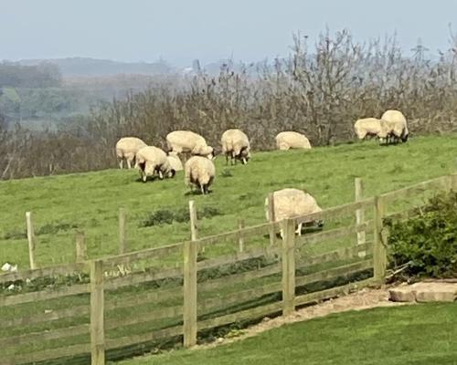 a herd of sheep grazing in a field at The Carpenters Arms in Thirsk