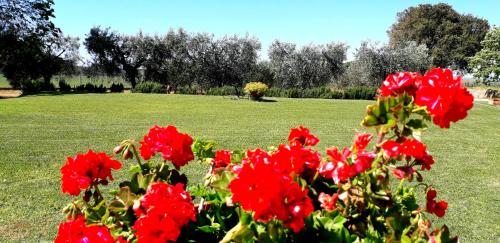 a bush of red flowers in a field at Agriturismo Ristorante Monte Argentario in Monte Argentario