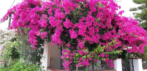 a bunch of pink flowers on the side of a building at Ionian Trilogy Luxury Villas in Sami
