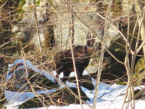 a bear is walking in the snow at Casa Marco in Brione