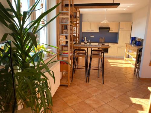 a kitchen and living room with a potted plant at Ferienwohnung Geidel in der Altstadt Nordhausen in Nordhausen