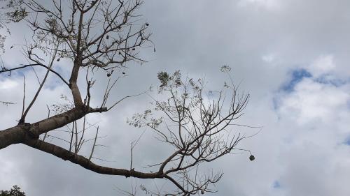 a tree with no leaves in front of a cloudy sky at Panoramic View in ‘Isfiyā