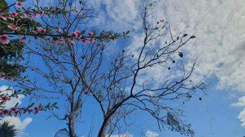 a tree with pink flowers in the sky at Panoramic View in ‘Isfiyā