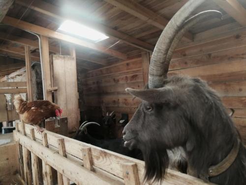 a goat with long horns standing in a barn at Agriturismo Alle Baite in Branzi
