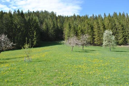 a field of green grass with trees in the background at Ferienwohnung Leitner in Lunz am See