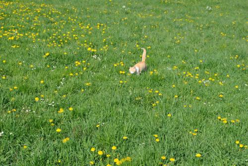 a dog walking through a field of grass at Ferienwohnung Leitner in Lunz am See