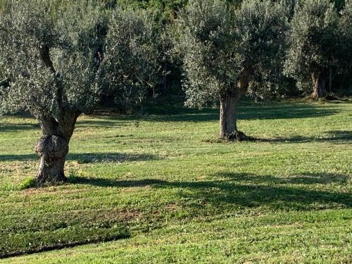two trees in a field with green grass at Relais dei Molini - Villa dei Molini in Castagneto Carducci