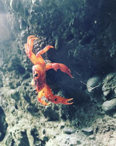 a orange octopus swimming in the water at Bridge12th B&B in Yanliau