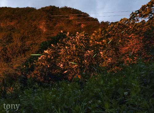 a hillside with a bunch of plants in a field at Bridge12th B&B in Yanliau
