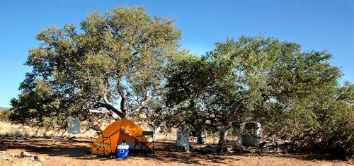 ein orangefarbenes Zelt unter einigen Bäumen auf einem Feld in der Unterkunft Namib Desert Campsite in Solitaire