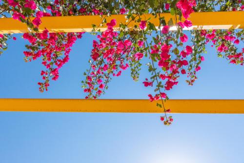 a bunch of pink flowers hanging from a yellow fence at Estia Tinos in Tinos Town