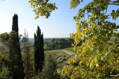 a view through the trees of a vineyard at Fattoria di Mugnano in Colle Val D'Elsa