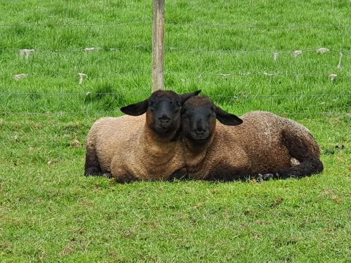 two sheep laying in the grass in a field at Casa de Aldea El Frade in Ribadesella