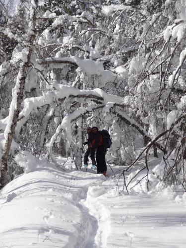 two people cross country skiing through a snow covered forest at Can Congost in Sort