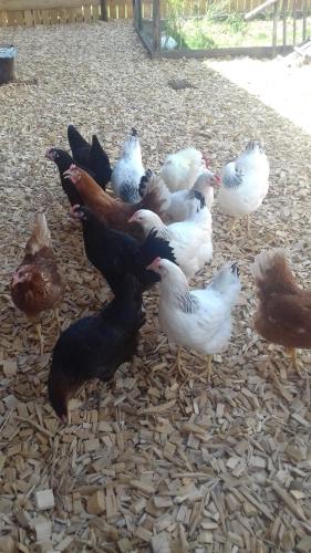 a group of chickens standing on the ground at Landhaus Fingerhof in Flachau