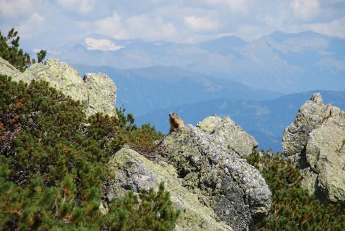 a bird sitting on top of a rocky mountain at Apartment Janschitz Gundersheim in Gundersheim