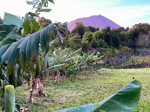 a banana plantation with a mountain in the background at Casa do Almance in São João
