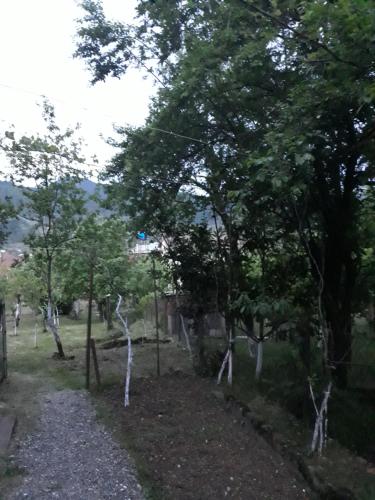 a path through a forest with white trees at Victoria in Bagdatʼi