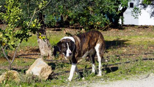 Άλλα ζώα σε αυτό το ξενοδοχείο ή στη γύρω περιοχή