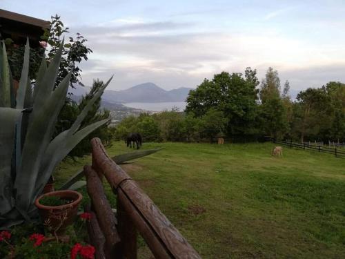 a fence with animals grazing in a field at Il Rifugio del Contadino Art & Nature in Bosco