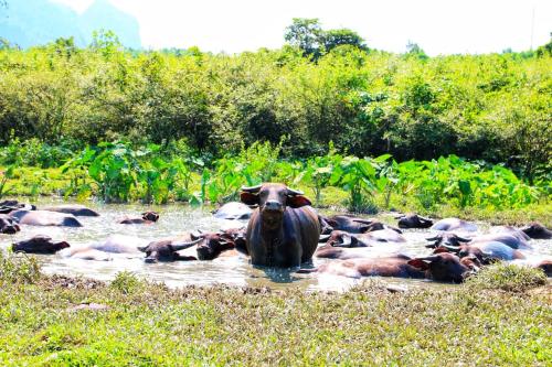 a herd of cows laying in the water at Phong Nha Coco House in Phong Nha