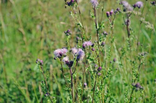 a bunch of purple flowers in a field at La petite Reuleau - Gites champêtre "LE FENIL" et "LA FERMETTE SAUNA " in Ciney