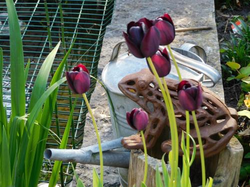 a statue of a frog sitting next to purple tulips at B&B Villa D'Hondt in Blankenberge