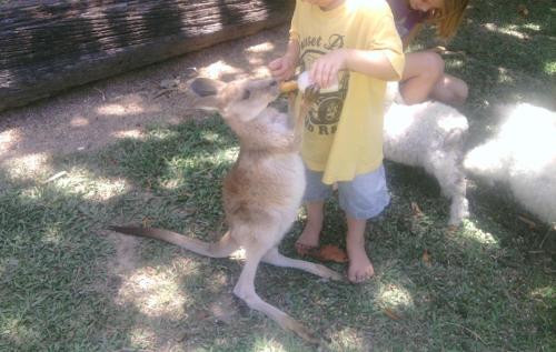 a child feeding a baby goat with a toy at Daintree Wild Bed & Breakfast in Daintree