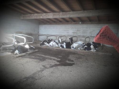 a group of dogs laying on the floor in a room at Felderhof in Maranza
