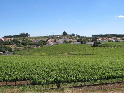 a field of green beans with a town in the background at Quinta Sobral Prestige - Rustic House in Sobral de Monte Agraço