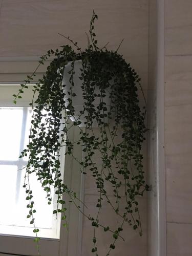 a plant hanging on a wall next to a window at 稻哪趣田園民宿 平價villa in Dongshan